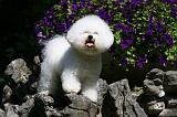 BICHON FRISE 524